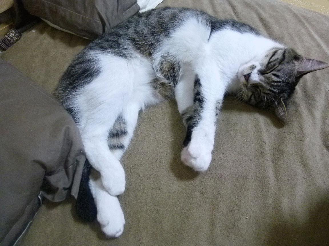 紫禁城的回响与黄金一号的叹息，当库里用三分球为北京队写下一场唯一的史诗