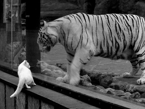 红土之心与硬地之魂，当蒙特卡洛的古老旋律点燃总决赛的现代战歌