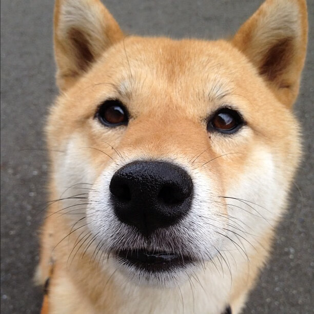 铁血灰熊险破南境，库里三分独耀史册