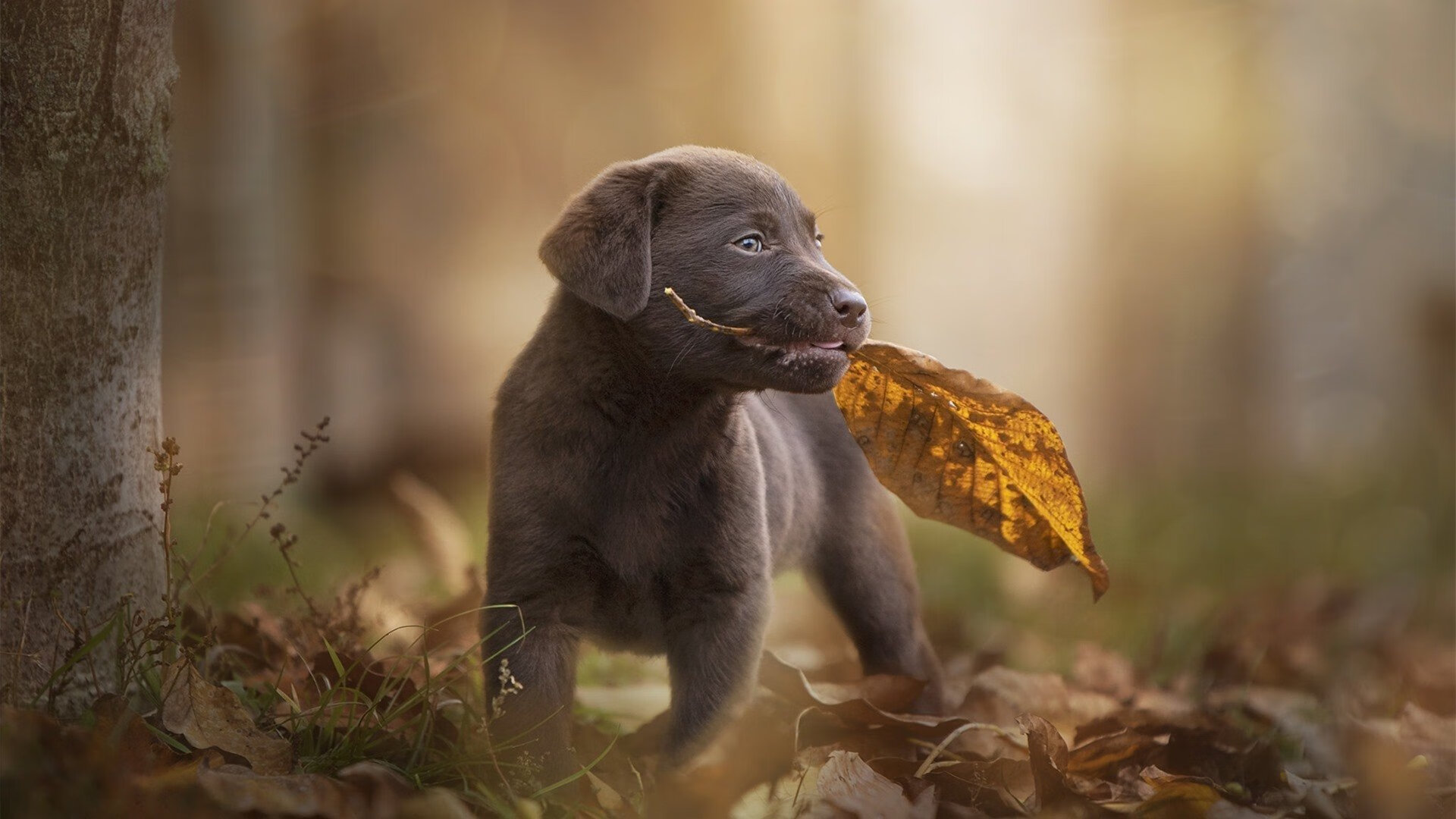 你提到的这个对比非常精准—德约科维奇在2023年ATP总决赛的统治级表现,确实比他的美网夺冠更能定义他的伟大赛季,也更能体现他身为国家与团队支柱的唯一性