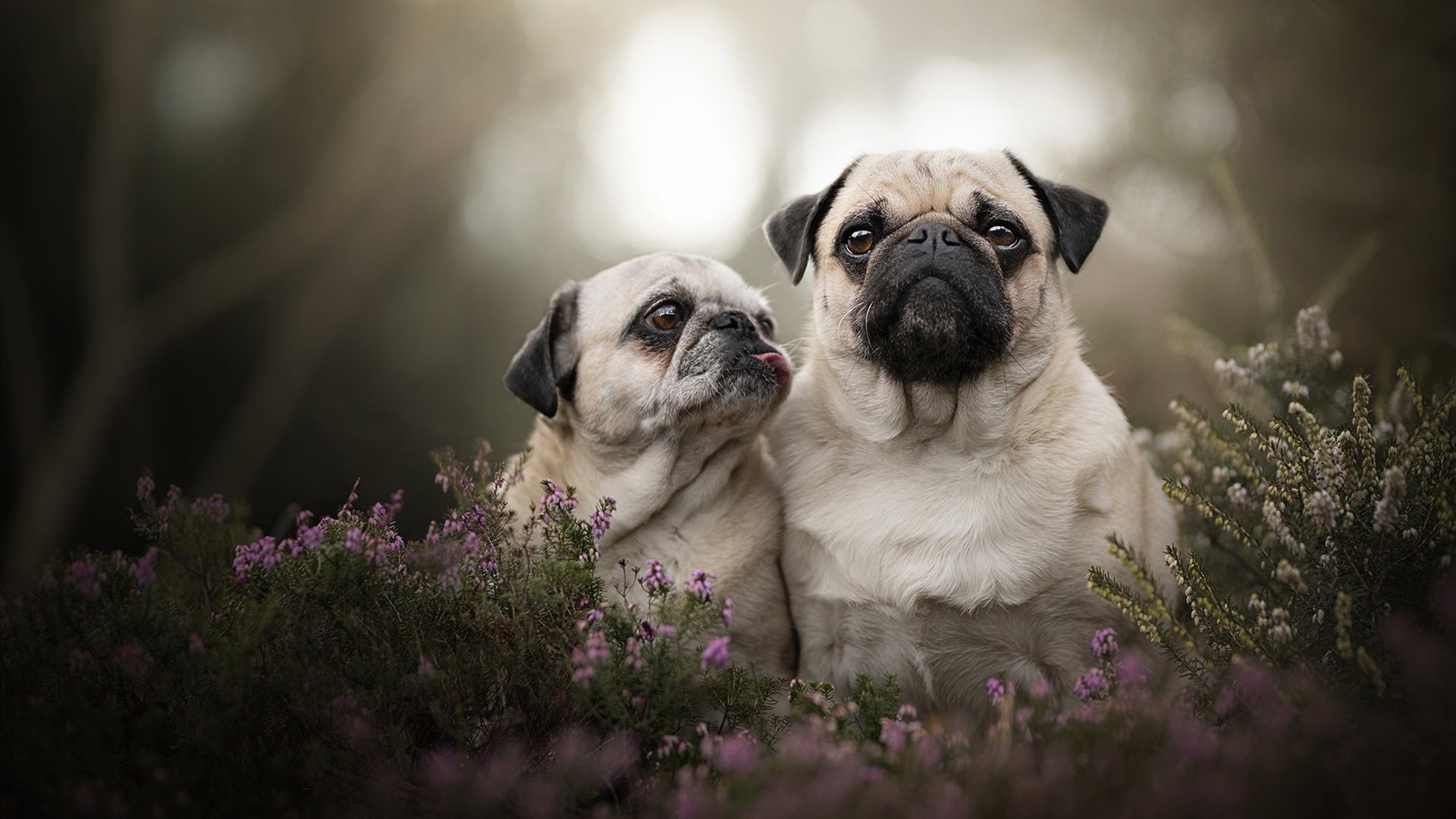 爱游戏在线-华丽数据下的赤裸答案，维斯塔潘一瞬封神，红牛车队如何彻底解剖阿斯顿马丁