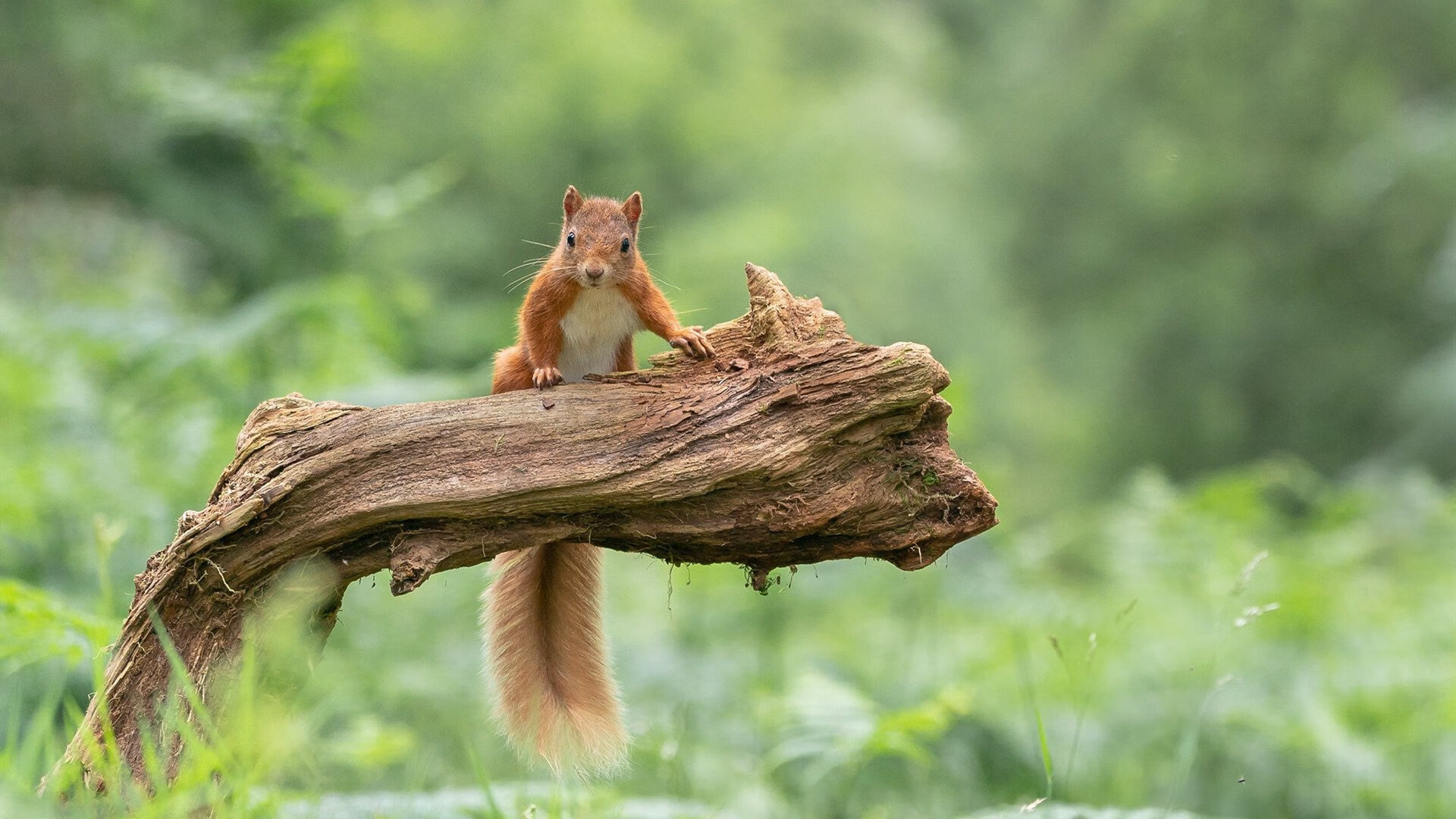 葡萄牙乒乓球队横扫中国队，马龙单打统治全场显王者风范