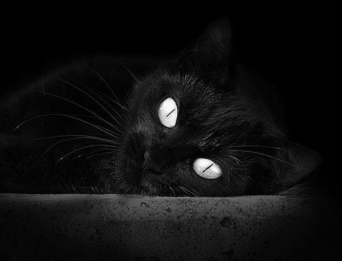 NBA与CBA的奇异交汇,约基奇在猛龙对上海一战中展现降维打击