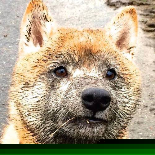 双城记,当篮球的绝杀基因跨越大西洋