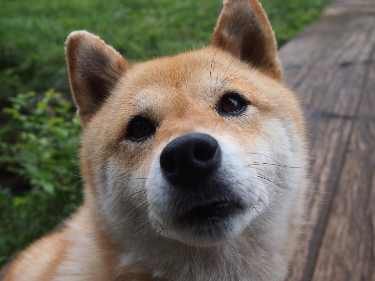 班凯罗40+12+7改写历史！世界排名之夜他让评分系统爆表