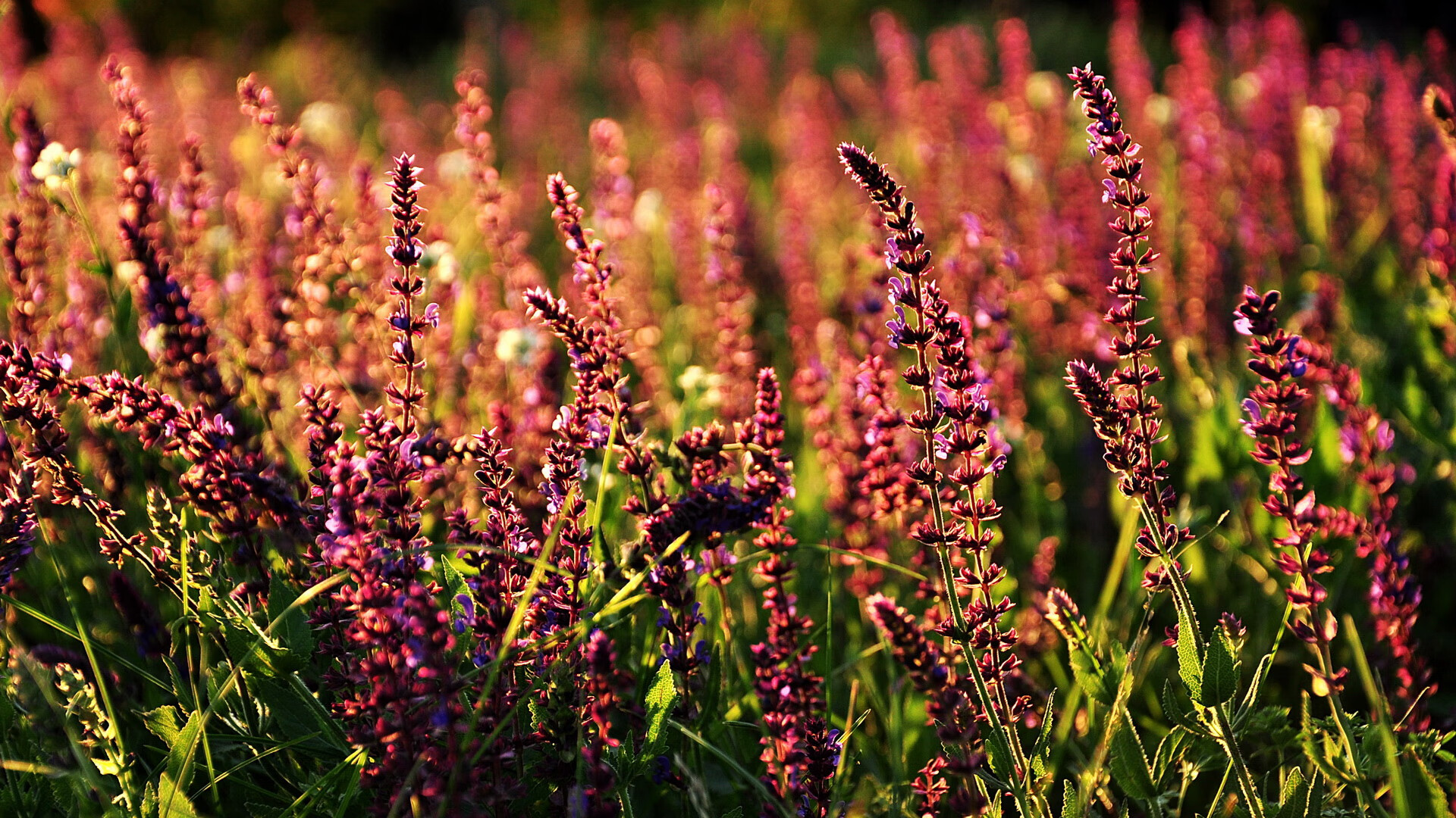 爱游戏在线-金色梦想的预演，卡拉斯科斩落银河战舰，奥运周期前夜的自我正名