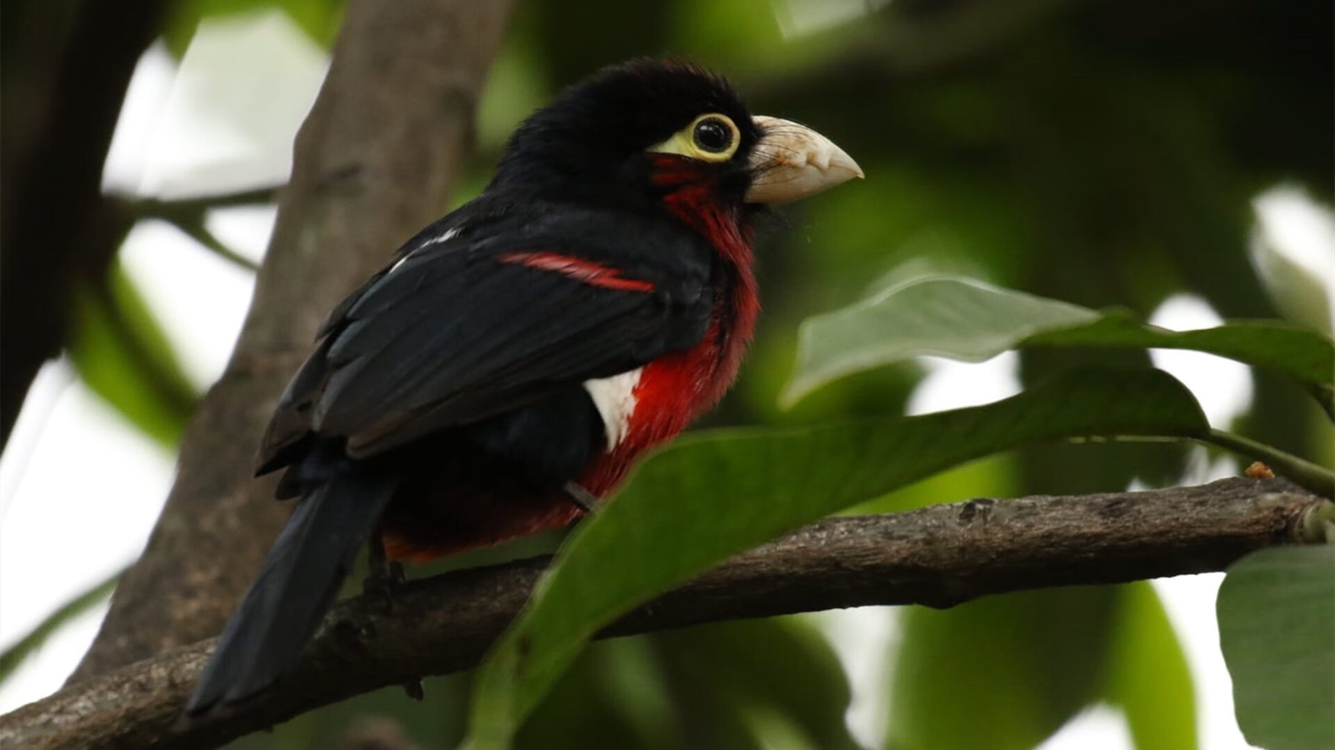 一锤定音与钢铁洪流，范戴克的个人英雄主义与哥斯达黎加的团队碾压哲学