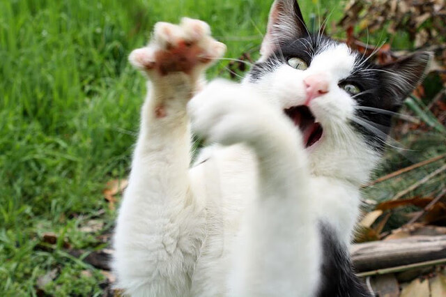 从等待到统治，赖斯如何用最慢的胜利锁定年度冠军