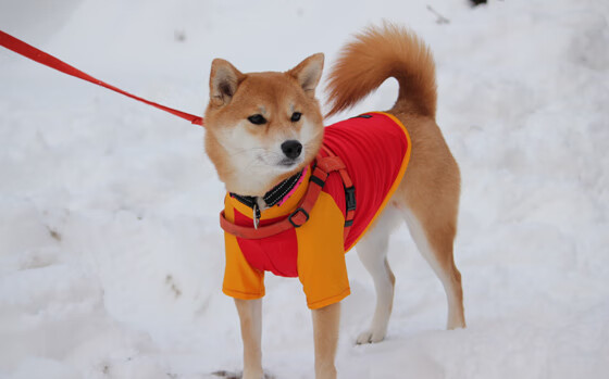 隐形的脊梁，楚阿梅尼关键时刻站出来，丹麦硬核胜利加纳