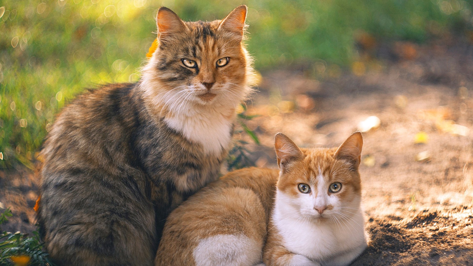 爱游戏tv-撕裂防守的艺术，维尼修斯在欧冠半决赛之夜交出经典答卷