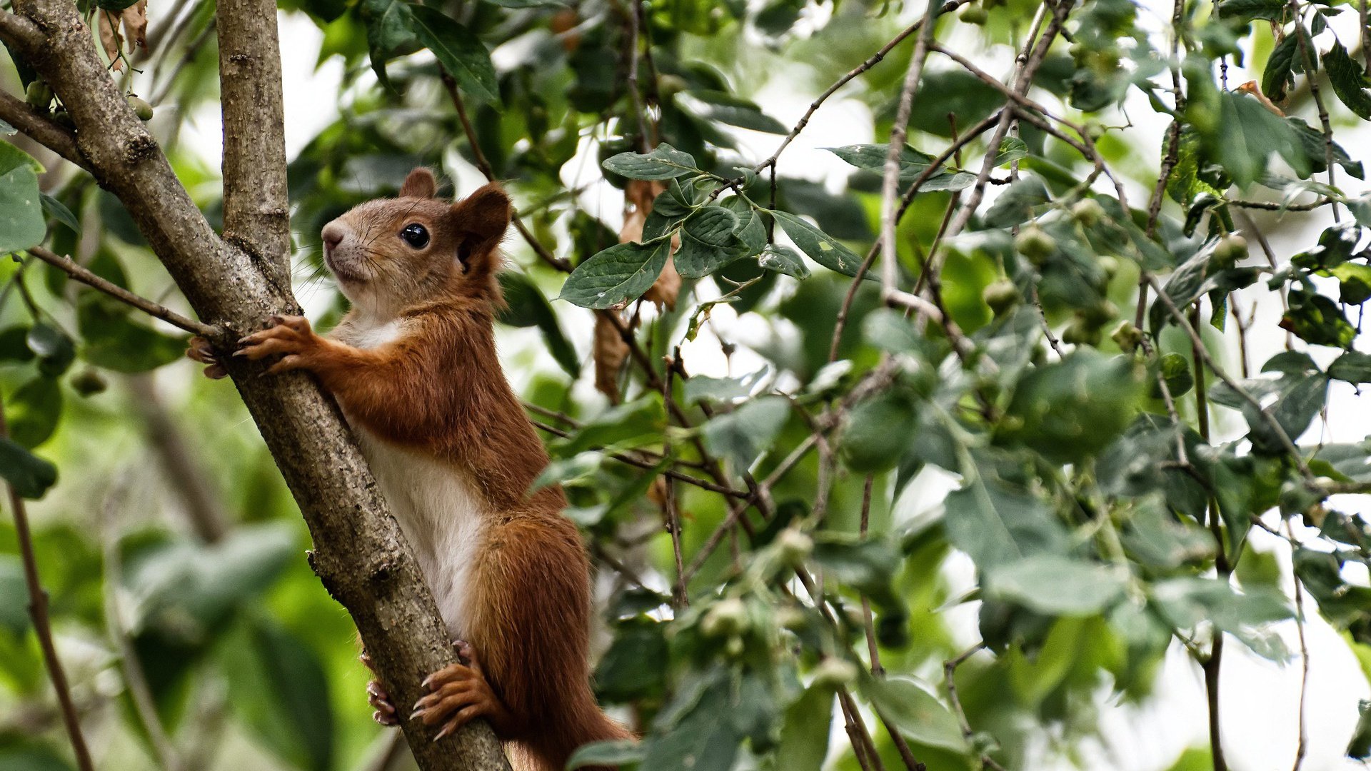 爱游戏tv-浙江青年军激战雷霆，文班亚马欧洲步征服NBA球星