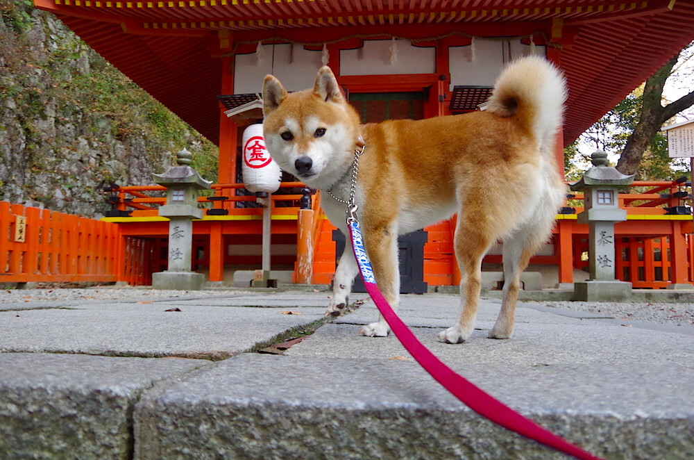 爱游戏官方-盾的哲学，当穆勒的稳定输出，遇上罗马的淘汰法则