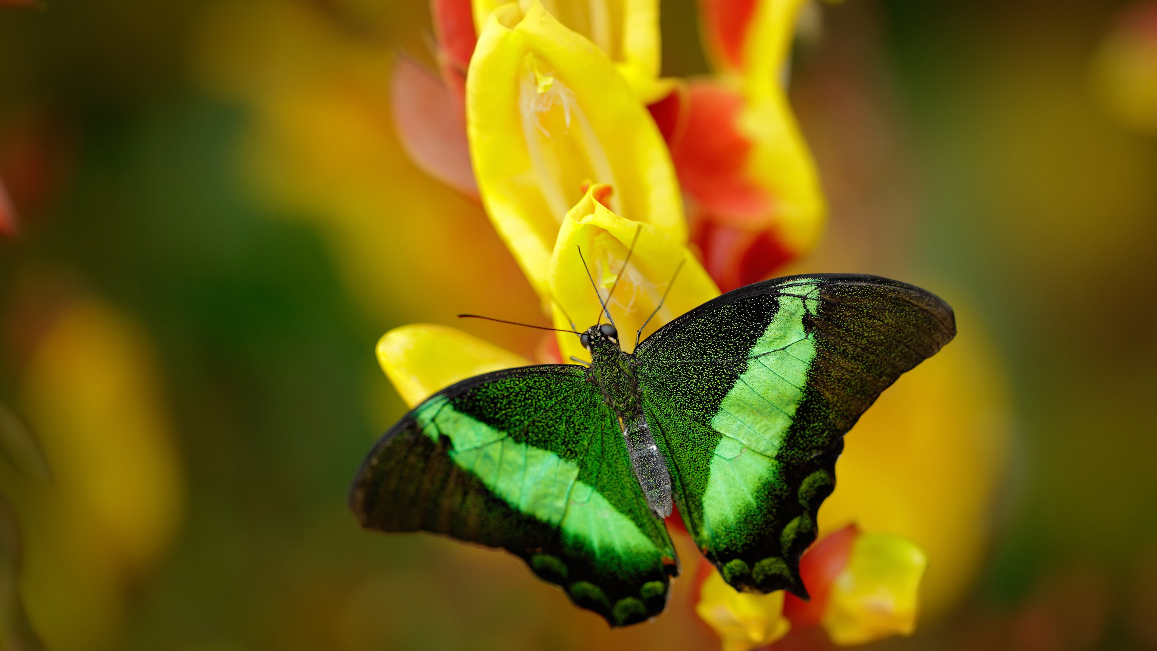 爱游戏APP-范戴克化身关键先生，一锤定音定乾坤，里昂攻防一体完胜威尔士