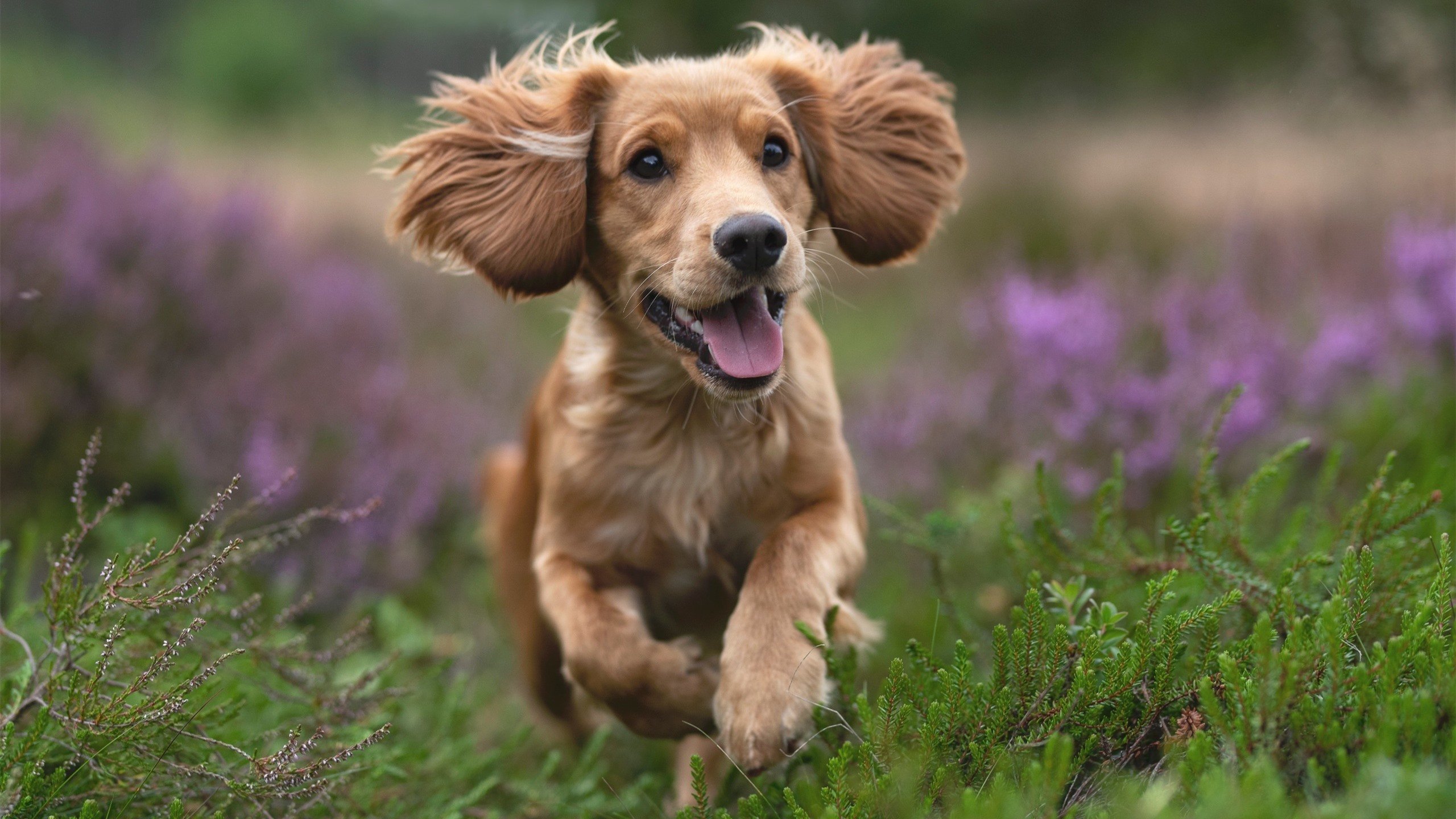 宿敌与权杖，当三狮强行撕碎太极虎，基米希于2026加冕新王