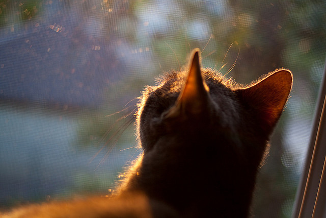 被遗忘的王者，莫兰特铸就铁血防线，骑士绝地翻盘的银灰密钥